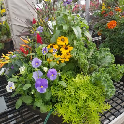 Combination 'Homecoming' - 17" Estate Planter - Image 2